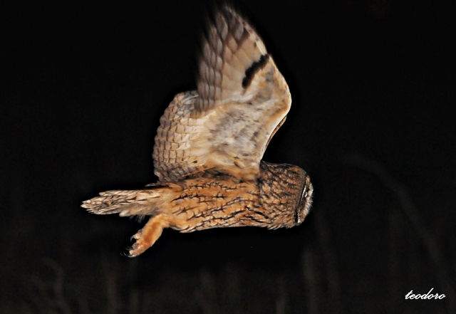 Bufo-pequeno. Asio otus