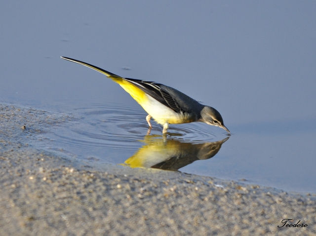 Alvéola-cinzenta. Motacilla cinerea