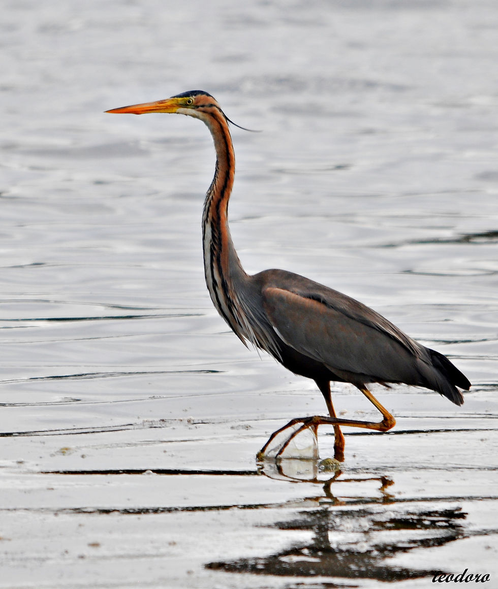 Garça-imperial. Ardea purpurea