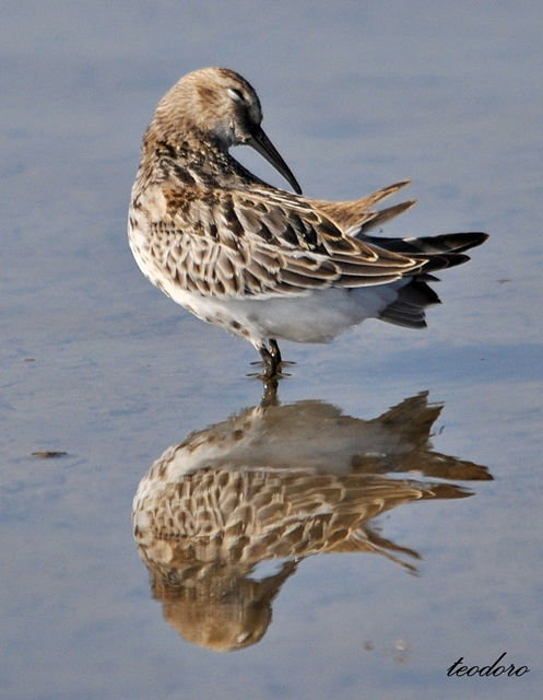 Pilrito-comum. Calidris alpina