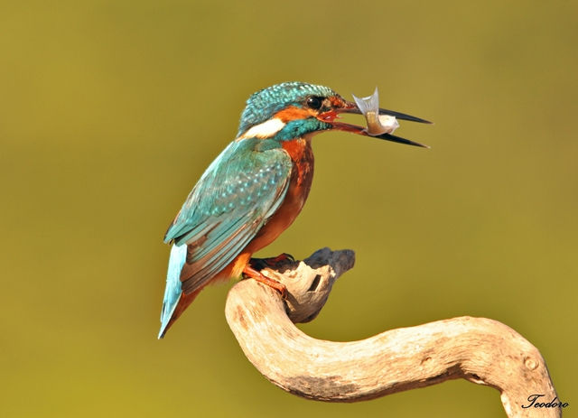 Guarda-rios. Alcedo atthis