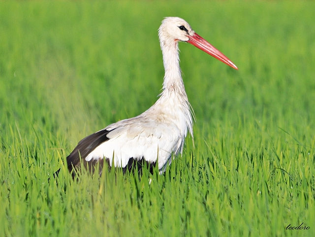 Cegonha-branca. Ciconia ciconia