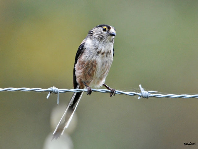Chapim-rabilongo. Aegithalos caudatu