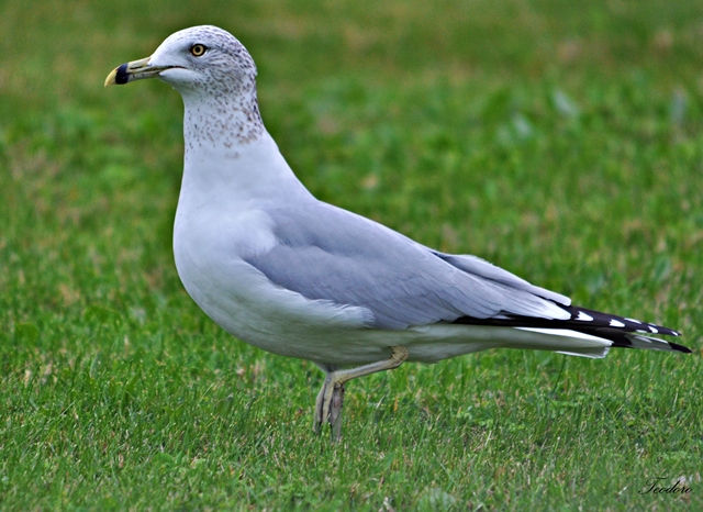 Gaivota-de-bico-riscado.