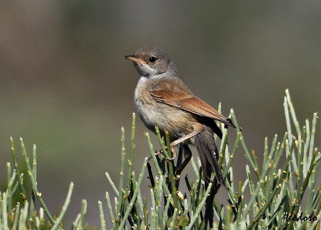 Papa-amoras. Sylvia communis