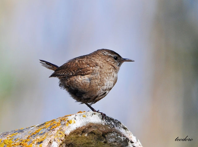 Carriça. Troglodytes troglodytes