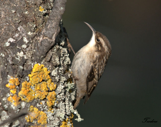 Trepadeira-comum. Certhia brachydact
