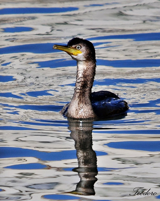Galheta. Phalacrocorax aristotelis