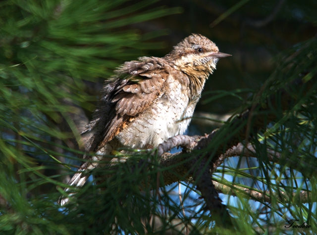 Torcicolo. Jynx torquilla