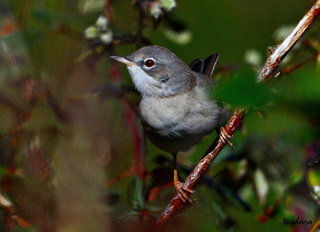 Papa-amoras. Sylvia communis