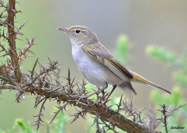 Felosa-de-bonelli. Phylloscopus bon.