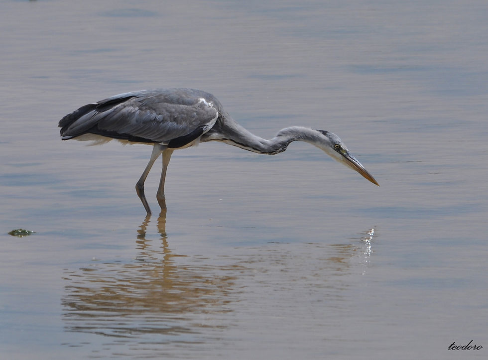 Garça-real. Ardea cinerea