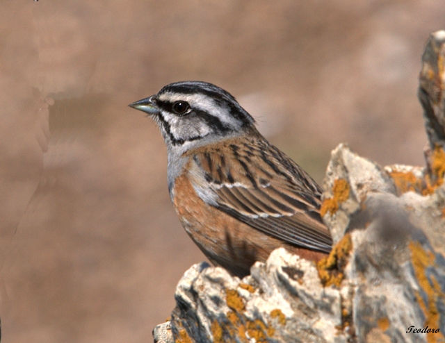 Cia. Emberiza cia