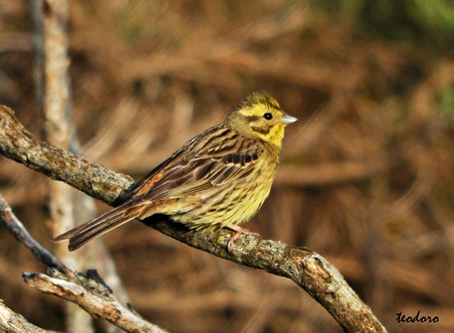 Escrevedeira-amarela. Emberiza citri