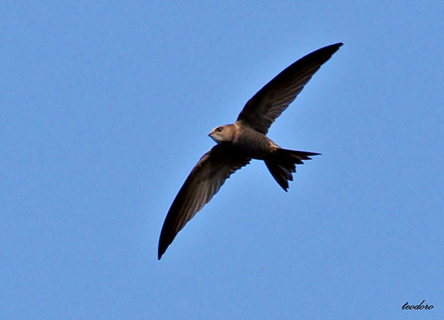 Andorinhão-pálido. Apus pallidus