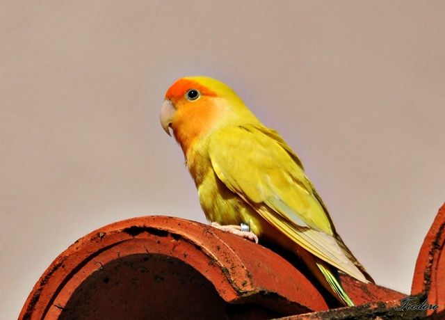 Piriquito rosicolor