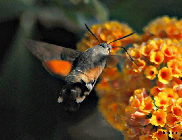 Mecroglossum stellatarum