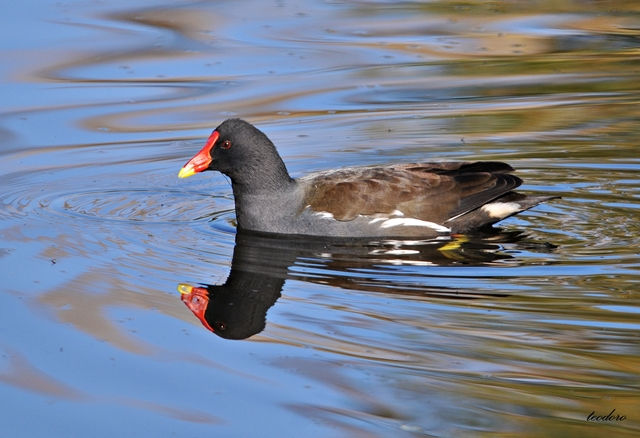 Galinha-d`água. Gallinula choropus