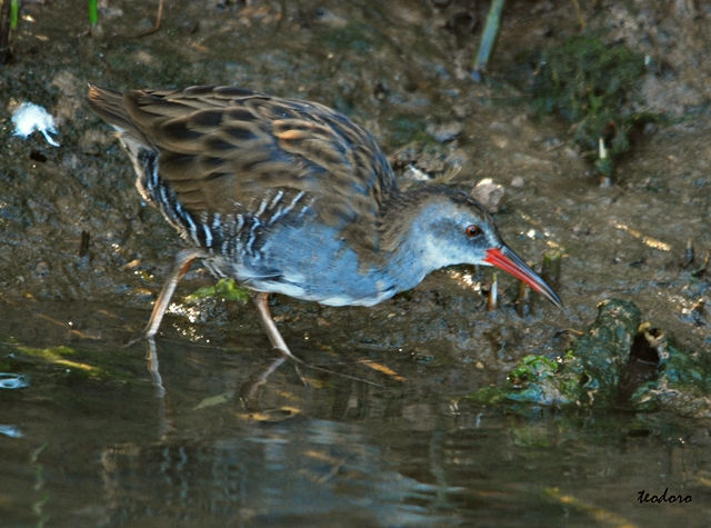 Frango-d`água. Rallus aquaticus