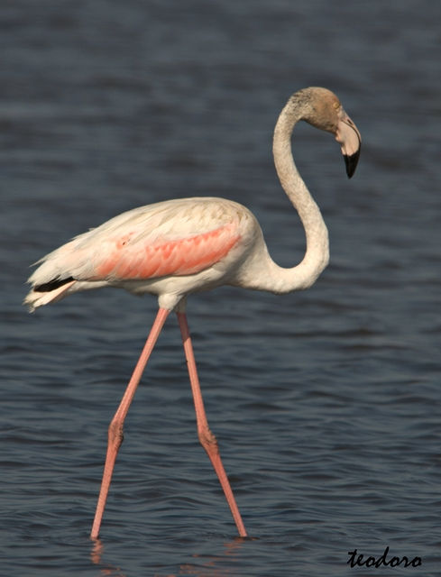 Flamingo. Phoenicopterus ruber