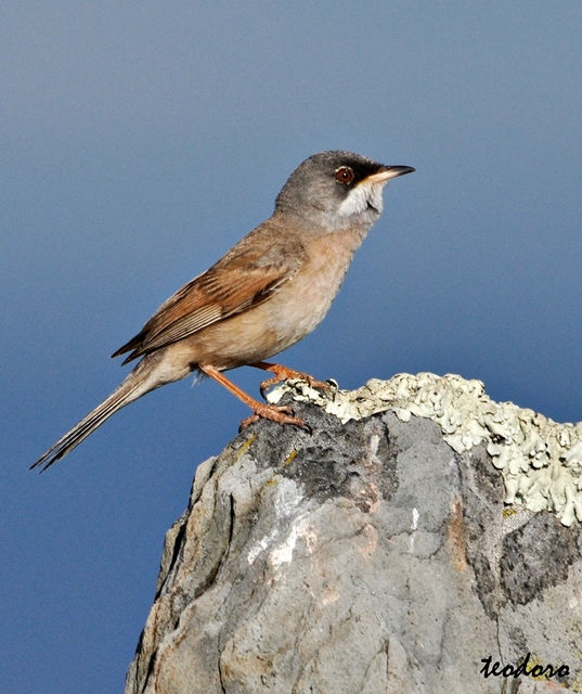 Toutinegra-tomilheira. S conspicilla
