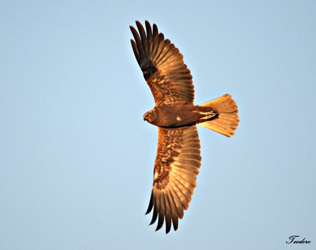 Tartaranhão-ruivo-dos-pauis.