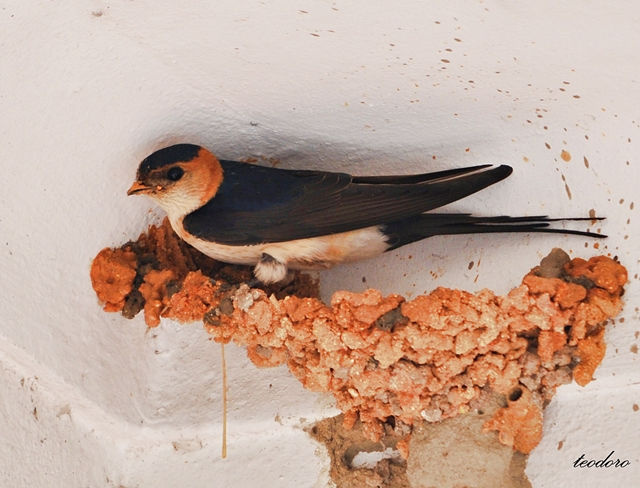 Andorinha-daurica. Hirundo daurica
