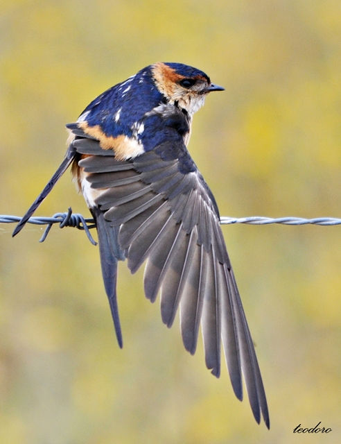 Andorinha-daurica. Hirundo daurica
