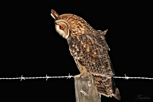 Bufo-pequeno. Asio otus