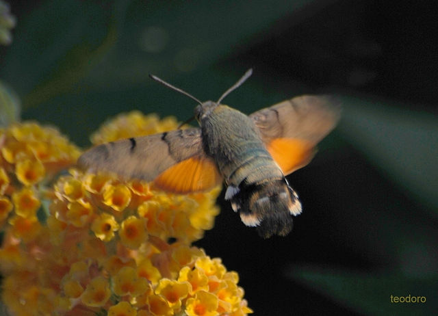Mecroglossum stellatarum