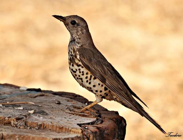 Tordeia. Turdus viscivorus