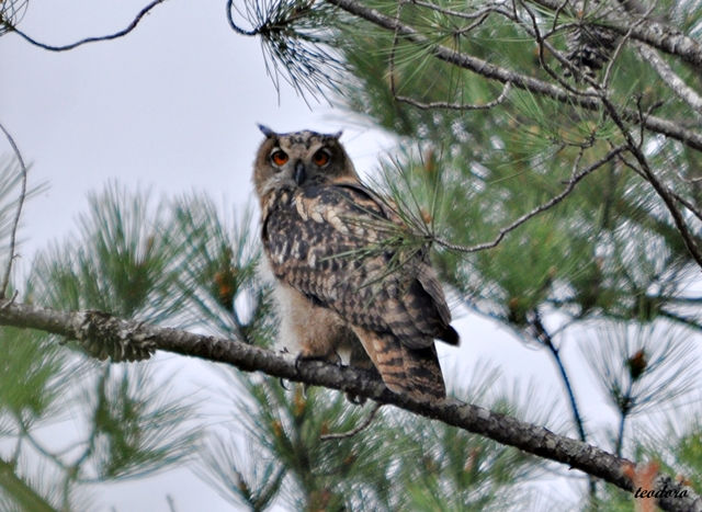Bufo-real. Bubo bubo