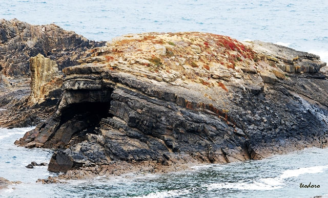 Bobras