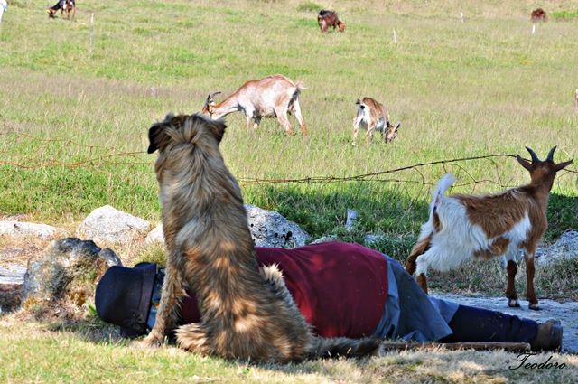 Cabras e Cão