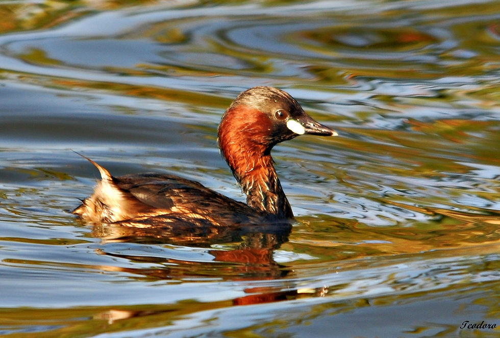 Mergulhão-pequeno. Tachb. ruficollis