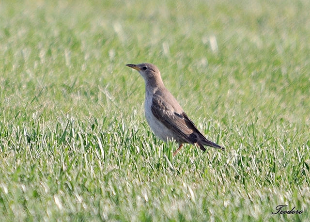 Estorninho-rosado. Sturnus roseus