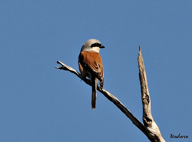 Picanço-dorso-ruivo. Lanius collurio