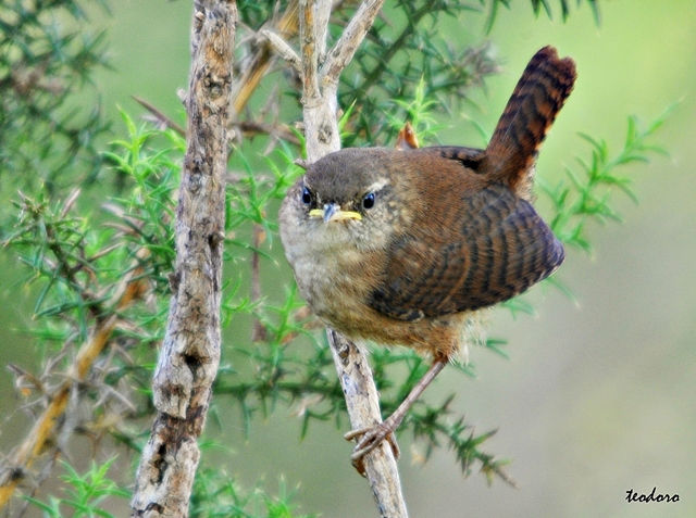 Carriça. Troglodytes troglodytes
