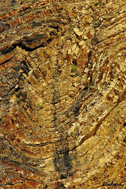 Bobras