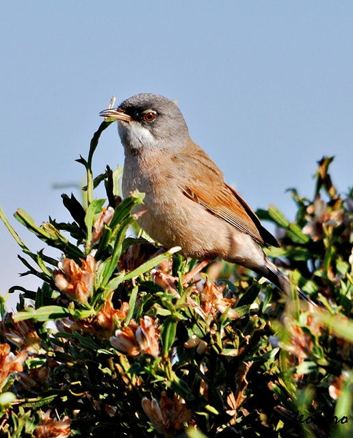 Toutinegra-tomilheira. S conspicilla
