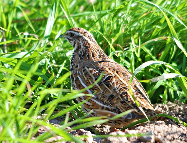 Codorniz. Coturnix coturnix
