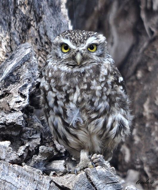 Mocho-galego. Athene noctua