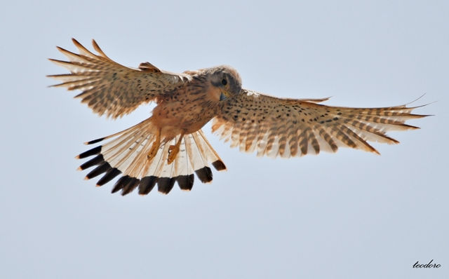 Peneireiro-comum. Falco tinnunculus