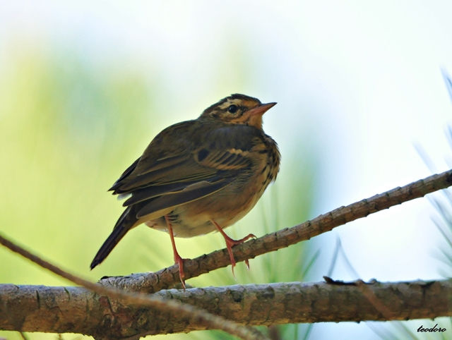 Petinha-selvagem. Anthus hodgsoni