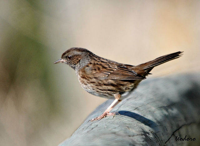 Ferreirinha. Prunella modularis