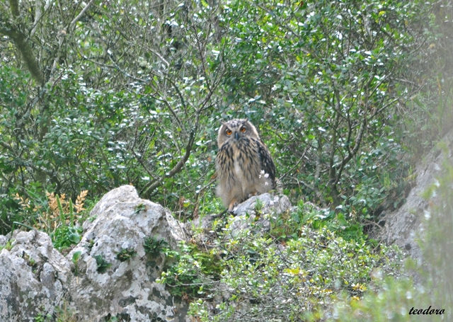 Bufo-real. Bubo bubo