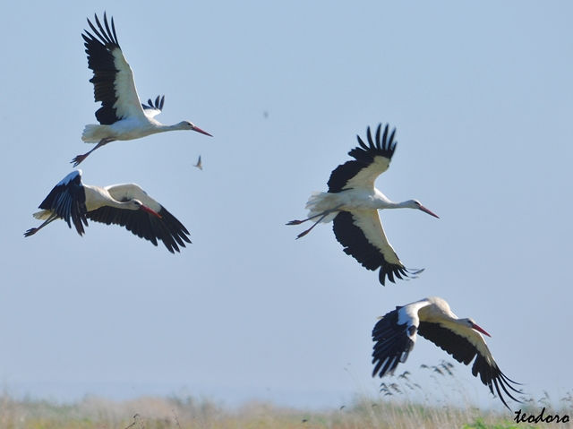 Cegonha-branca. Ciconia ciconia