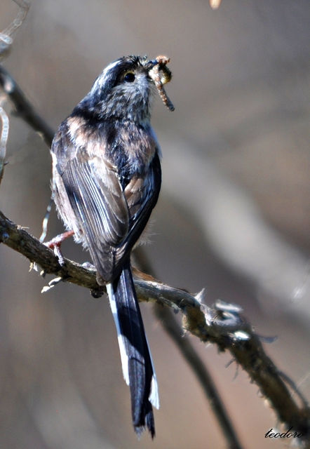 Chapim-rabilongo. Aegithalos caudatu