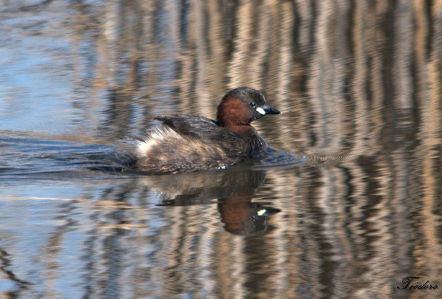 Mergulhão-pequeno. Tachb. ruficollis