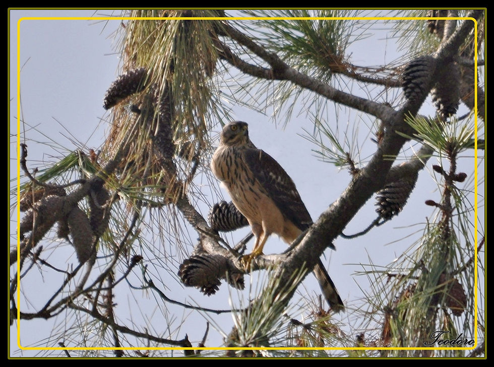 Açor. Accipiter gentilis